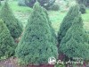 Eglė baltoji ,Conica' (lot. Picea glauca)